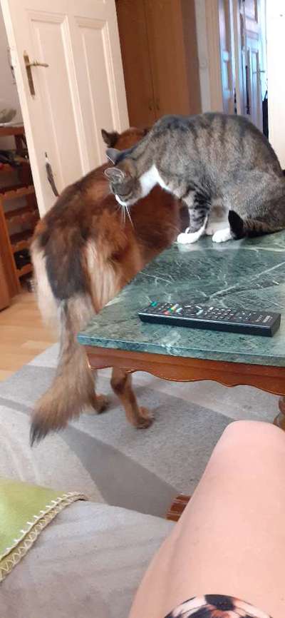 Hund und Katz Momente-Beitrag-Bild