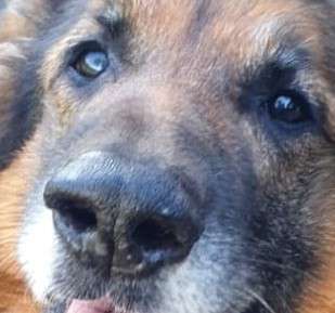 Zeigt her eure Hundenasen-Beitrag-Bild