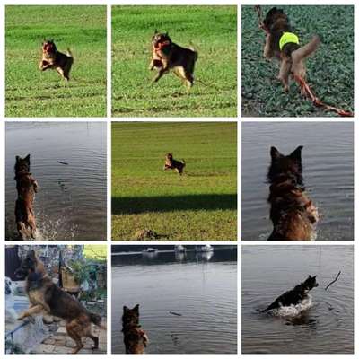 17. Collage Challenge / Springende Fellnasen-Beitrag-Bild