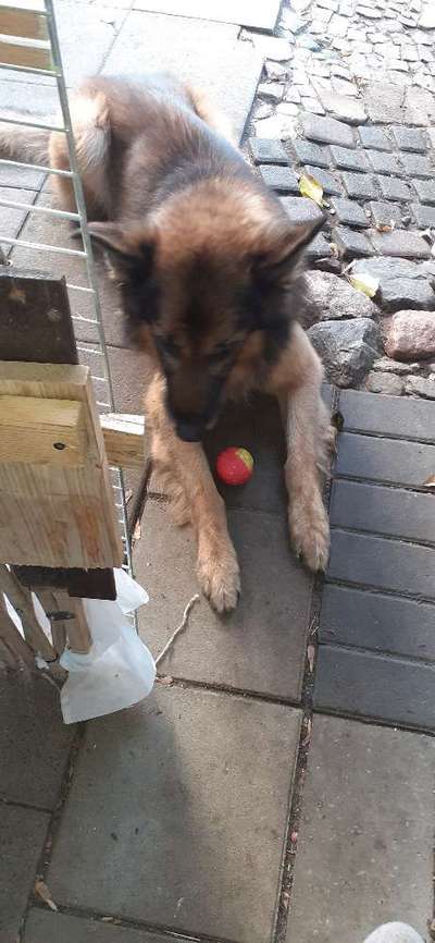 15. Collagenchallenge 
Dein Hund und sein Lieblingsspieli-Beitrag-Bild