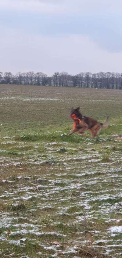 15. Collagenchallenge 
Dein Hund und sein Lieblingsspieli-Beitrag-Bild