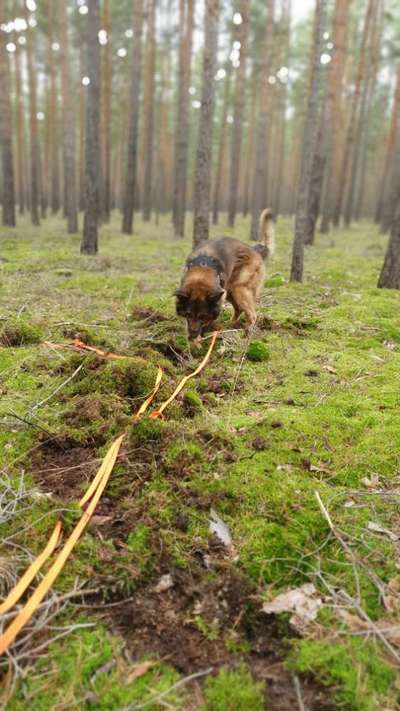 Fotosammlung: ,,Der natürliche Hund" Unbearbeitet, ungestellt und in Natura-Beitrag-Bild