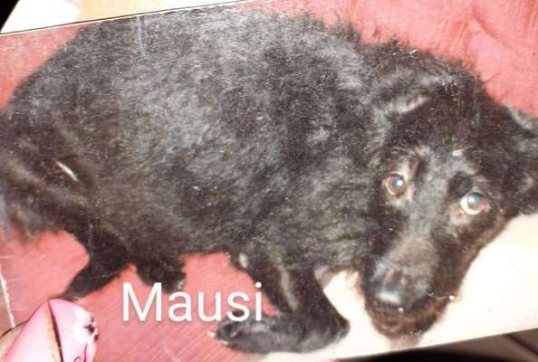 Unsere Fellnasen im Regenbogenland-Beitrag-Bild