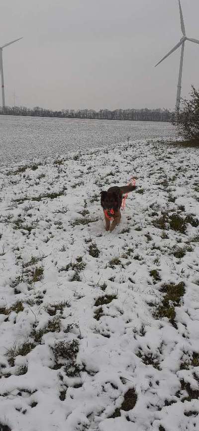 Foto Challenge Nr.: 114
Hunde im Schnee-Beitrag-Bild