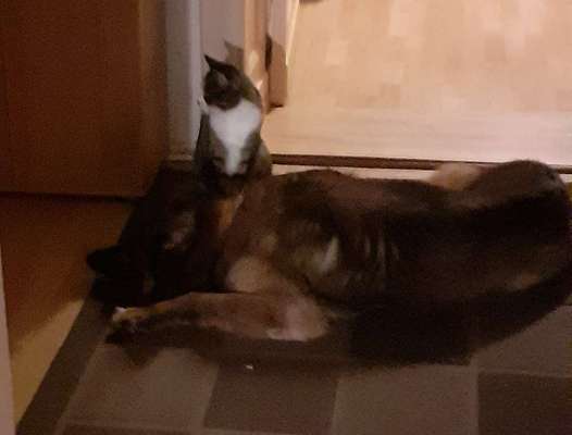 Hund und Katz Momente-Beitrag-Bild