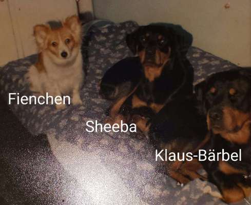 Unsere Fellnasen im Regenbogenland-Beitrag-Bild