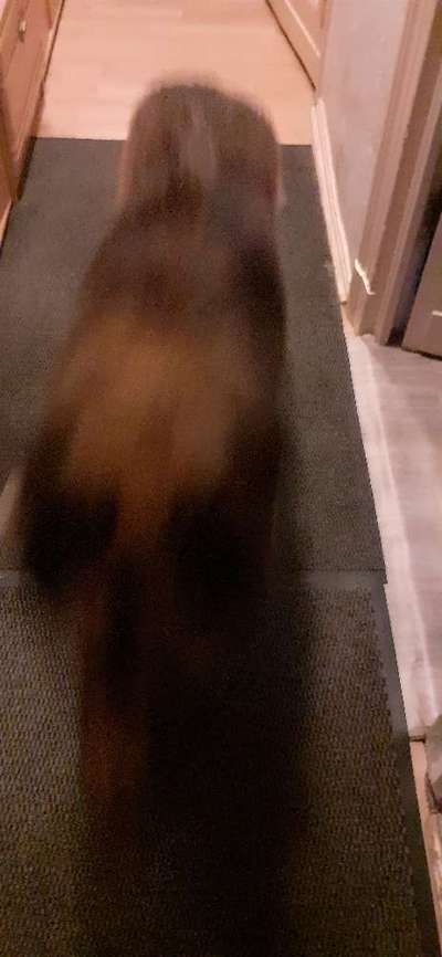 Dogorama Photo Challenge - Fail/Outtakes-Beitrag-Bild