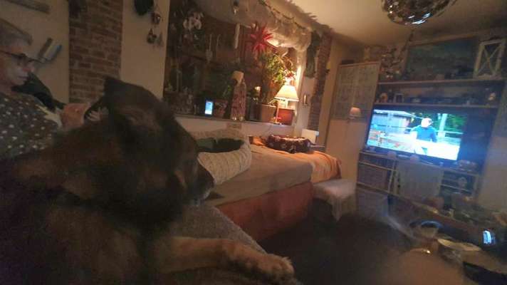 Dogorama Photo Challenge - Wir schauen fern (TV)-Beitrag-Bild