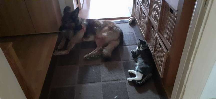 Hund und Katz Momente-Beitrag-Bild