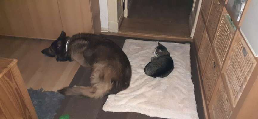 Hund und Katz Momente-Beitrag-Bild