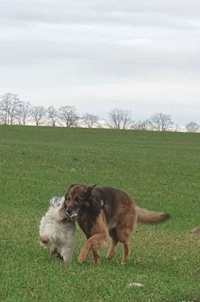 Dogorama Photo Challenge - Fail/Outtakes-Beitrag-Bild