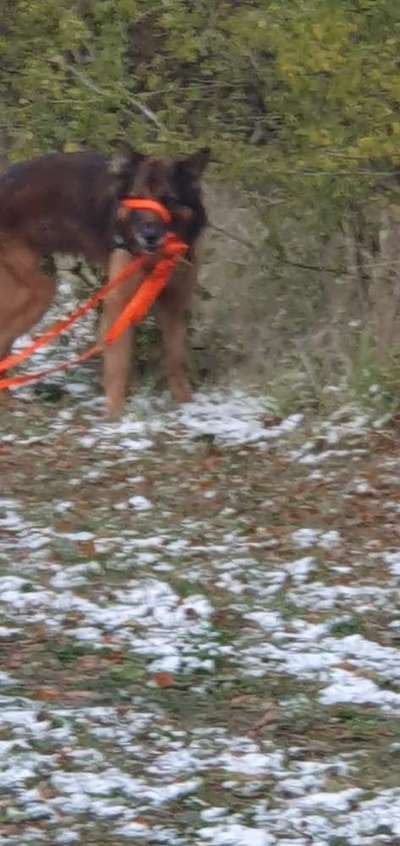 15. Collagenchallenge 
Dein Hund und sein Lieblingsspieli-Beitrag-Bild