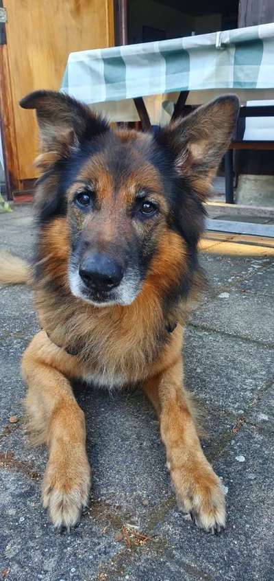 Schäferhund-Beitrag-Bild