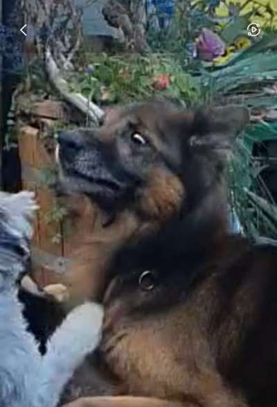 Dogorama Photo Challenge- genervter Blick-Beitrag-Bild