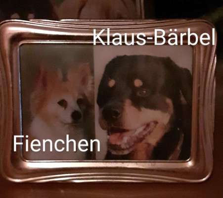 Unsere Fellnasen im Regenbogenland-Beitrag-Bild