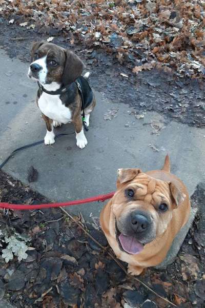 Bester Freund, Hundekumpel - zeigt her!-Beitrag-Bild