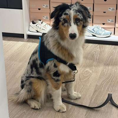 Hundetreffen-Treffen um zum finden von Hundefreunden ^~^-Bild