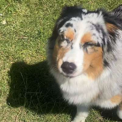 Hundetreffen-Treffen zum finden von Hundefreunden ^~^-Bild