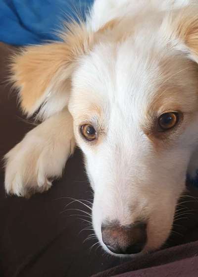 Hunde vom Tierschutzverein 🐕♥️-Beitrag-Bild