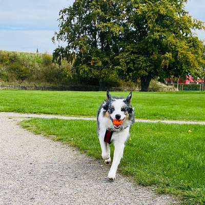 Hundetreffen-Gemeinsame Hunderunden-Bild