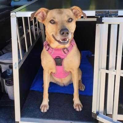 %{de_profession_title}-Haustiertransport-Bild