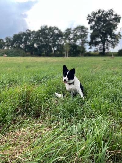 Hundetreffen-Spielgefährten in Frohnhausen-Bild