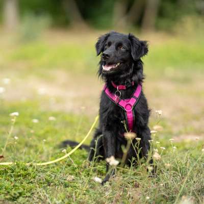 Hundetreffen-Spielrunde und / oder gemeinsame Gassirunde-Bild