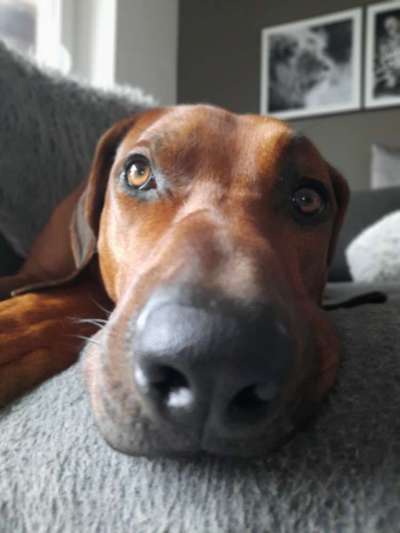 Rhodesian Ridgeback-Beitrag-Bild
