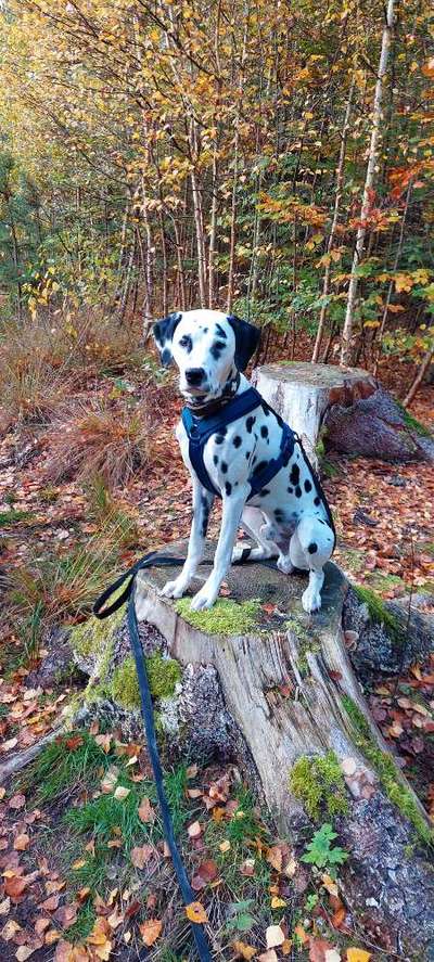 Dogorama Photo Challenge - Gassipause-Beitrag-Bild