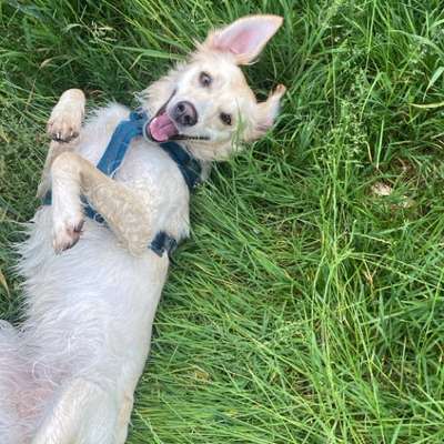 Hundetreffen-Morgenrunde gemeinsam drehen unterer / oberer Wöhrd-Bild