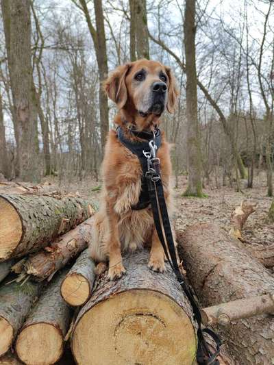 Wo sind die Mischlinge?-Beitrag-Bild