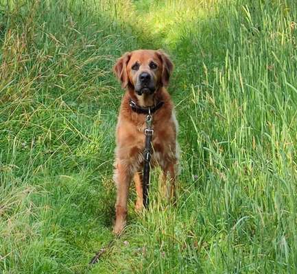 Mischlingshunde Foto Aufruf-Beitrag-Bild