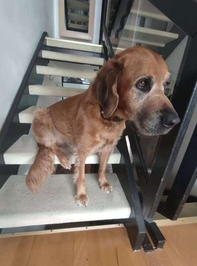 Wenn dein Hund vergisst was er ist...-Beitrag-Bild