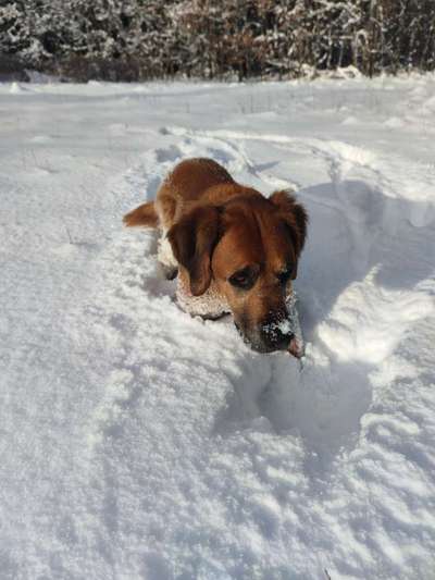 Fotochallenge 61 ~ Schnee-Beitrag-Bild