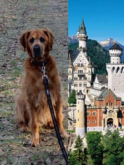 Wie heißt dein Hund?-Beitrag-Bild