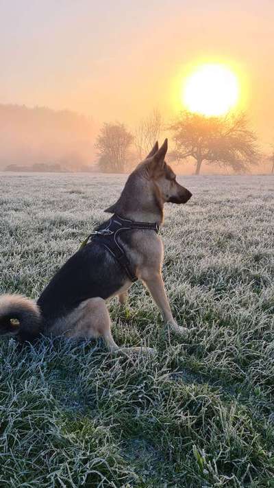 Fotochallenge No. 26                                     Wald und Wiese-Beitrag-Bild