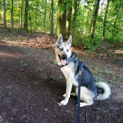 Schäferhund-Beitrag-Bild