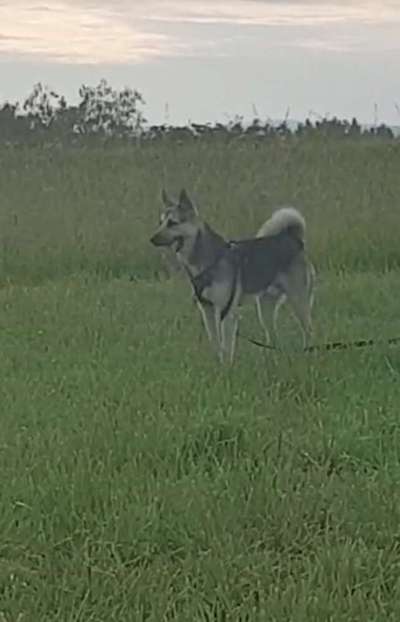 Schäferhund-Beitrag-Bild