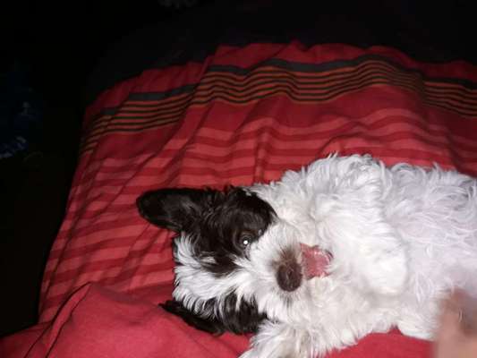 Wie kamst du zu deinem Hund?-Beitrag-Bild