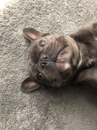 Französische Bulldoggen-Beitrag-Bild