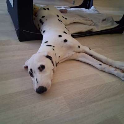 Hundetreffen-Welpen- und Junghundetreffen-Bild