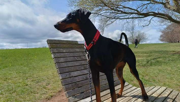 Wo sind hier die Dobermänner-Beitrag-Bild
