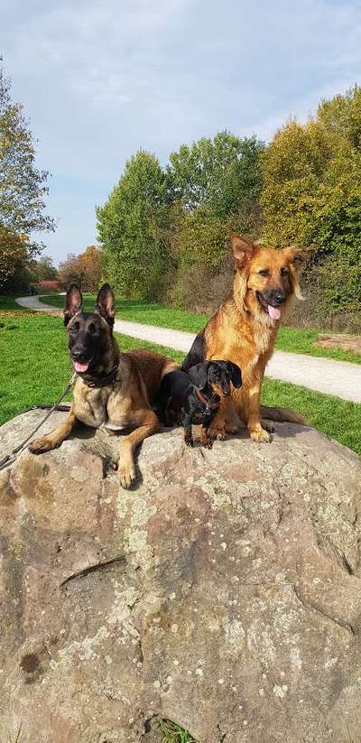 TierschutzhundeStammtisch🐕-Beitrag-Bild