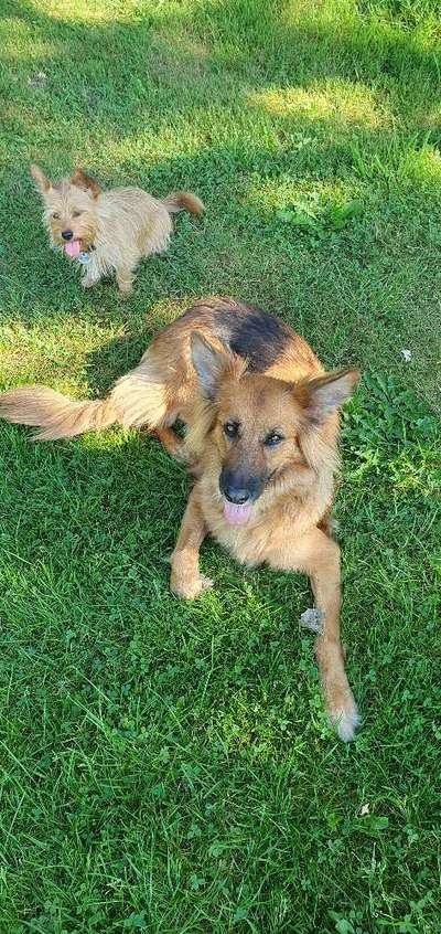 TierschutzhundeStammtisch🐕-Beitrag-Bild