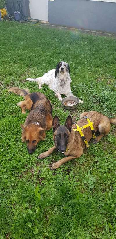 Mischlinge - wo habt Ihr Eure gefunden?-Beitrag-Bild