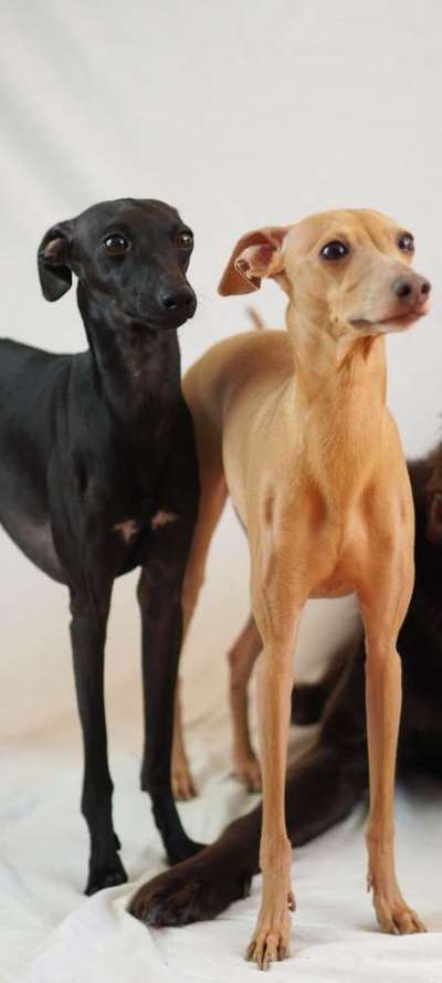 Windhunde - Treffen der besonderen Schönheiten
HERZLICH WILLKOMMEN-Beitrag-Bild