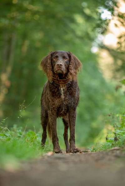 Windhunde - Treffen der besonderen Schönheiten
HERZLICH WILLKOMMEN-Beitrag-Bild