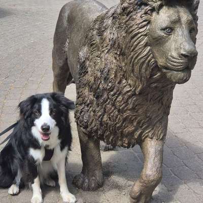 Hundetreffen-Spiel & Spaß & Spazieren-Bild