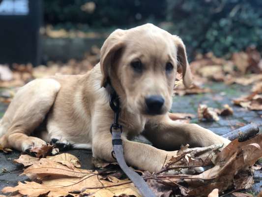 Hundetreffen-Welpentreffen in Wetter (Ruhr) & Umgebung-Bild