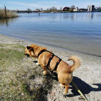 Hundetreffen-Gassirunden in und um Potsdam-Bild